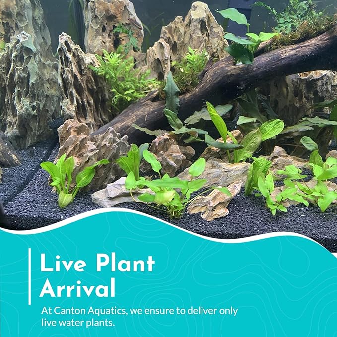 Cryptocoryne Wendtii Green Bare Root - Versatile and Durable ¬- Classic Plant - Mid-Ground Positioning - All Natural & Organic Aquatic Plant - Long Lasting & Easy to Care - 2" Pot