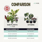 Live Air Purifying English Ivy Variegated Plant (Hedera Helix) – 4” Pot | Easy-Care Indoor Trailing Vine for Home, Office & Apartment Décor | Fast-Growing Houseplant by JitoHouse