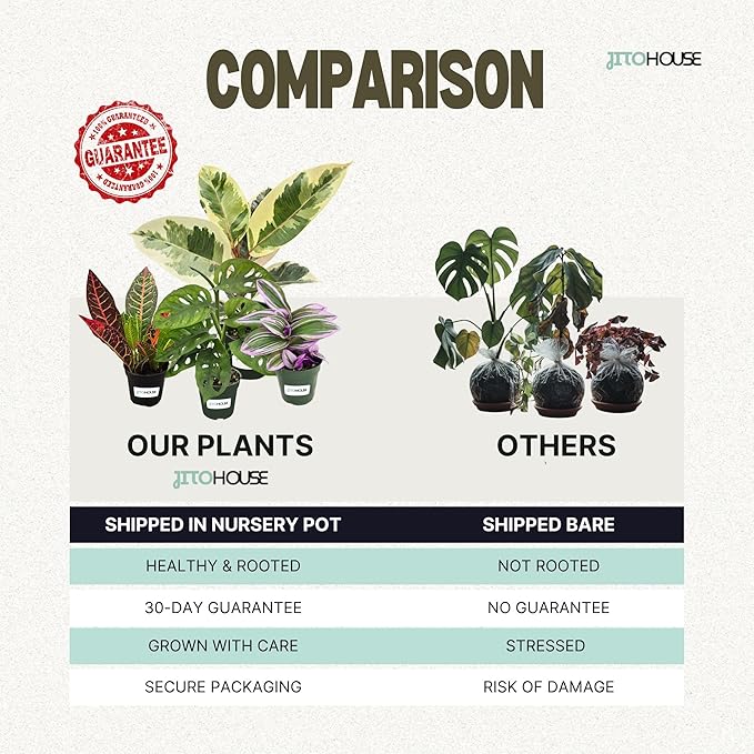 Live Air Purifying English Ivy Variegated Plant (Hedera Helix) – 4” Pot | Easy-Care Indoor Trailing Vine for Home, Office & Apartment Décor | Fast-Growing Houseplant by JitoHouse
