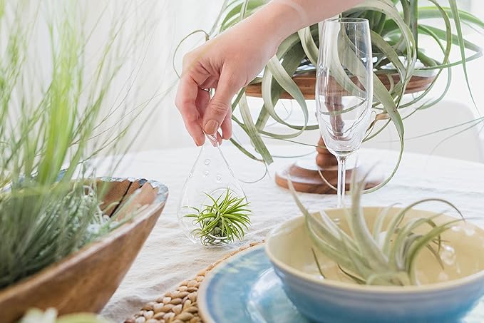 25 Pack of Large Juncea Air Plants 8 to 10 Inches - Live Succulent House Plants - Available in Wholesale and Bulk - Home and Garden Decor - Easy Care Indoor & Outdoor Air Plant