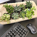 Altman Plants, Assorted Succulents Plants Live Houseplants (4PK), Succulent Plants Home Office Plants Live Indoor Plants, Live Plants Indoor House Plants, Easy Care Plants, Desk Plants, Kitchen Plants