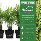 Neanthe Bella Parlor Palm - Live Plant in a 3 Inch Pot - Chamaedorea Elegans - Beautiful Clean Air Indoor Houseplant