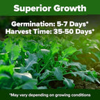 HOME GROWN Non GMO Arugula Roquette Seeds Pack 2,175 Heirloom Arugula Seeds for Planting Best for Outdoor Gardens,Providing Fast-Growing Greens for Salads - Eruca vesicaria