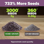 HOME GROWN Non GMO English Lavender Seeds 3,000+ Wildflower Seed for Planting Indoor/Outdoor, High Germination, Plant Flower Seeds (Lavandula antustifolia)