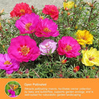 Groundio 23500+ Mixed Moss Rose Seeds, Ground Cover Flower Seeds, Heat & Drought Tolerant Heirloom Flower Seeds for Home Yard Container Gardening(Portulaca Grandiflora)