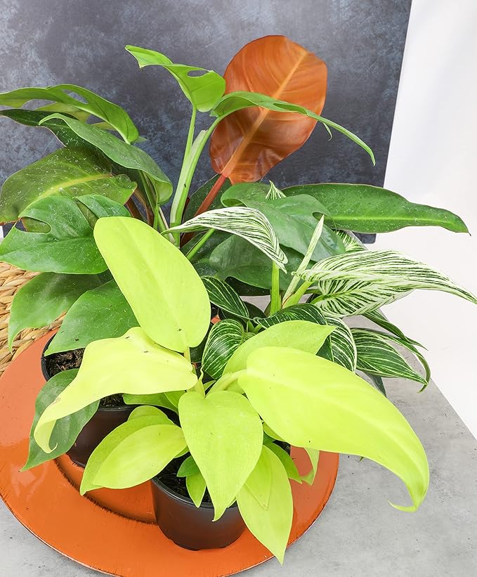 Real Philodendron Plant Variety Pack (Includes 4 Live Plants) in 4.25" Grower Pots, Easy to Grow Air Purifying Philodendrons, Seasonal Surprise Box, Easy & Popular Houseplants by Plants for Pets