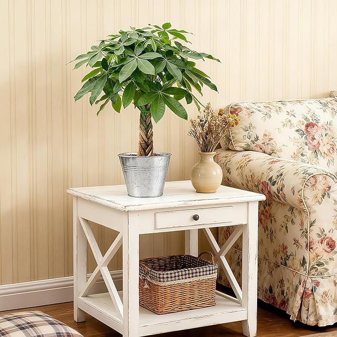 Sprout N Green 8-10" Money Tree with 5 Lucky Braid, Live Plant with Silver Metal Pot, Decoration for Indoor Home Office Tabletop Windowsill Side Table, Housewarming Christmas Gift