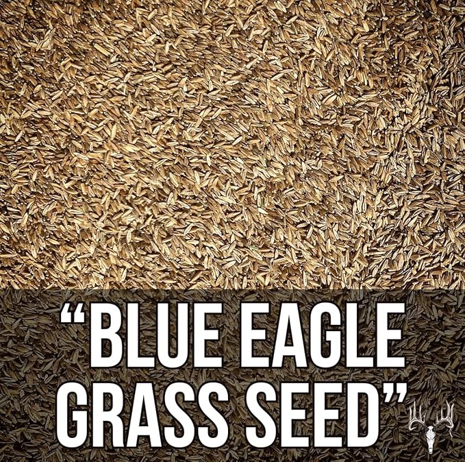 Crooked Bend Blue Eagle Kentucky Bluegrass Seed, 3LB, Uncoated & No Fill, Grow Full, Beautiful & Best Yards, Thicken Lawns & Turf, Growing Dark Green Organic Grass Carpet, Plants 580 Square feet