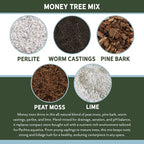 Money Tree Soil (4 Quarts), Potting Mix for Planting/Repotting Pachira Aquatica, All-Natural Custom Soil Blend