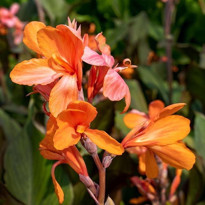 Canna 'Orange Taney', a Great Live Pond Plant for Your Water Garden. Filters koi and Goldfish Ponds. Good for Bogs, Plant Shelf or Shallow Water This marginal Aquatic is a Real Beauty