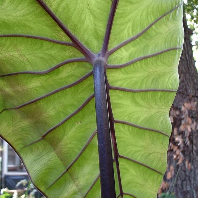 Chalily Violet Stemmed Taro, a Great Live Pond Plant for Your Water Garden. Filters The koi and Goldfish Pond. Good for Bogs, Plant Shelf or Shallow Water This marginal Aquatic is a Real Beauty