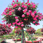 285PCS Mixed Tree Rose Seeds – Multi-Color Rose Tree Flowers for Planting – Hardy, Long-Blooming Ornamental Seeds for Home Gardens, Pots & Outdoor Decor