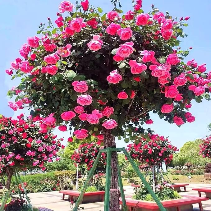 285PCS Mixed Tree Rose Seeds – Multi-Color Rose Tree Flowers for Planting – Hardy, Long-Blooming Ornamental Seeds for Home Gardens, Pots & Outdoor Decor