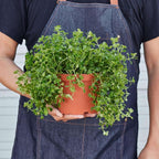 Nettle Baby's Tear'Live Plant for Indoor | Different Houseplants in 4'' & 6'' Pot | Real House Plant for Living Room, Office, Desk & Bathroom | Soleirolia Soleirolii