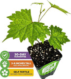 Southern Home Muscadine Grape - Vitis rotundifolia by Wellspring Gardens - Stunning Ornamental Vine, Grapevine for Southern Gardens, Unique Oak-Shaped Leaves, Juicy Black Grapes - Starter Plant