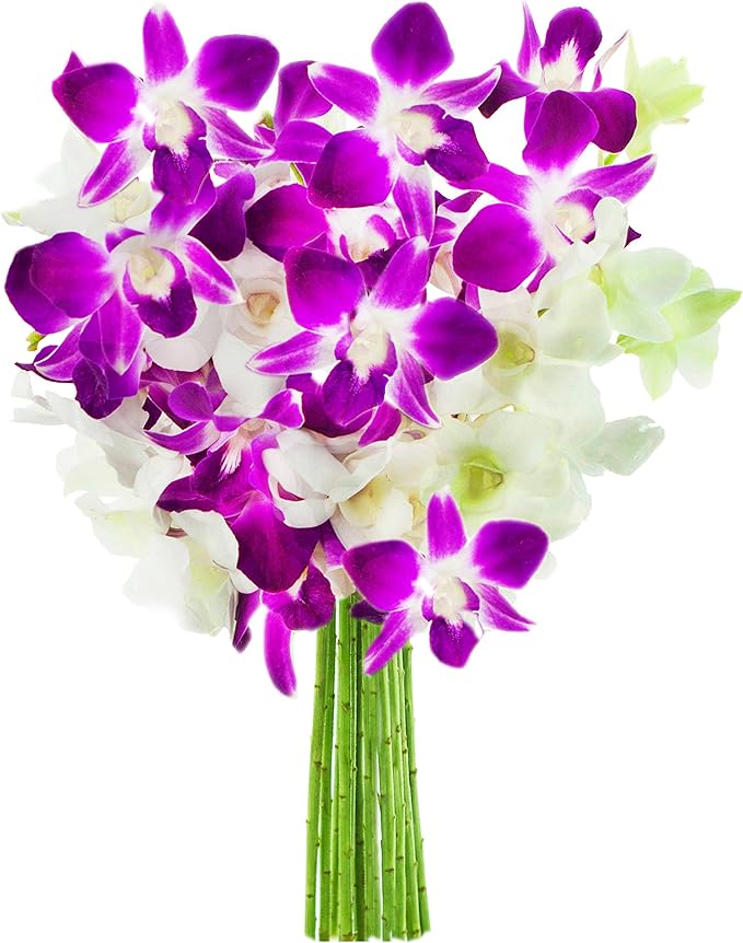 KaBloom PRIME NEXT DAY DELIVERY - Fall Collection - Exotic Opal Orchid Bouquet of Purple and White Orchids from Thailand|Gift for Birthday, Thank You, Valentine, Mother’s Day Fresh Flowers