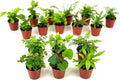 Mini Fern Plants (6 Plants) (2" Pots) Terrariums | Fairy Gardens | Assorted Varieties