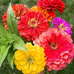 1000+Perennial Zinnia Flower Seeds for Planting Outdoor-Annual Rare Haageana Aztec Sunset Seeds for Garden Home Non-GMO Heirloom