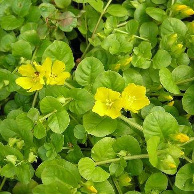 Chalily Creeping Jenny 'Golden', a Great Live Pond Plant for Your Water Garden. Filters koi and Goldfish Ponds. Good for Bogs, Plant Shelf or Shallow Water This marginal Aquatic is a Real Beauty