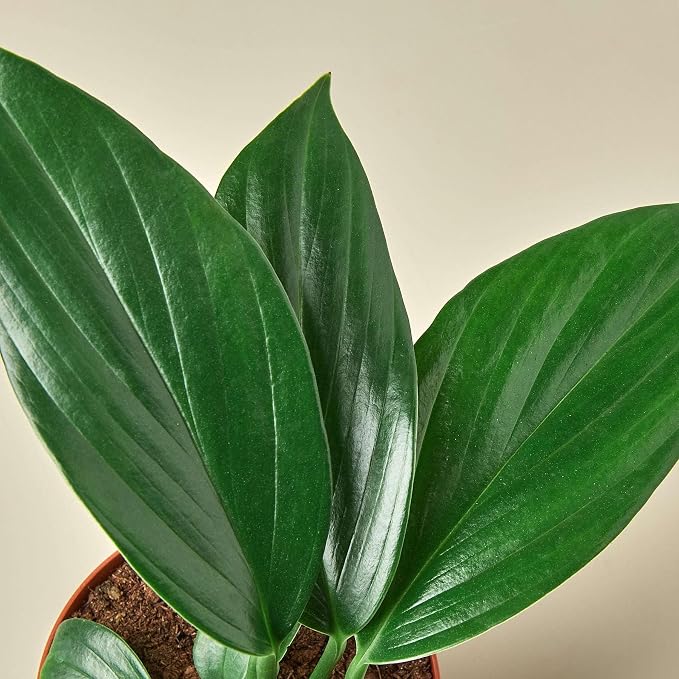 Philodendron Dragon Tail Live Plant for Indoor | Different Houseplants in 4'' & 6'' Pot | Real House Plant for Living Room, Office, Desk & Bathroom | Dragon Tail