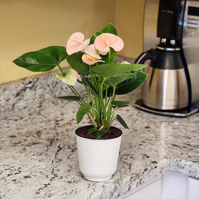 Pink Anthurium Live Plant Decor (Approx. 13-16" Tall), Real Flowers/House Plants in 4" White Plant Pot, Floral Office Plants, Air Purifying Plants & Cool Gifts for Plant Lovers by Plants for Pets