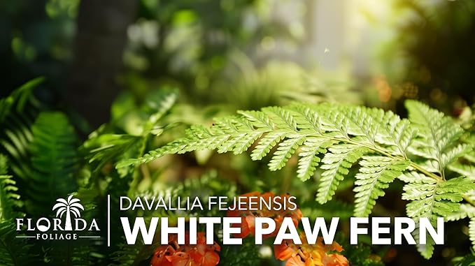 White Paw Fern | 20 Live Plants | Davallia Tyermanii | Indoor Outdoor Tropical Foliage | Fuzzy Root Houseplant | Exotic Decorative Greenery | Pet Safe