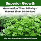 HOME GROWN 1000+ Cilantro Seeds for Planting Indoors or Outdoors - Non-GMO Heirloom Herbs, Coriander Plant Seeds, Herb Seeds Collection for Herb Garden (Coriandrum sativum)