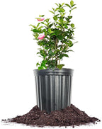 Perfect Plants Pink Perfection Camellia Bush 1 Gallon | Live Shrub for Outdoor Planting | Evergreen Foliage Stays Green All Year Long | Beautiful Pink Flowers in Spring