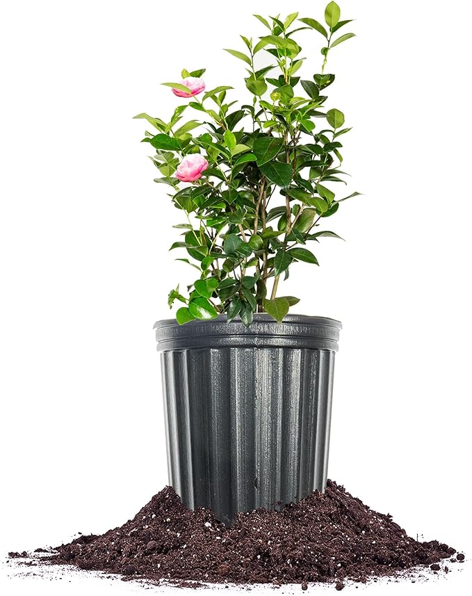 Perfect Plants Pink Perfection Camellia Bush 1 Gallon | Live Shrub for Outdoor Planting | Evergreen Foliage Stays Green All Year Long | Beautiful Pink Flowers in Spring