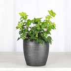 Thorsen's Greenhouse Live Green English Ivy Plant, Hedera Helix, Natural Air Purifier, Easy to Grow, Live Indoor Houseplant, 4" Diameter Pot (Brushed Silver)