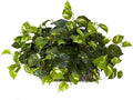 Nearly Natural 15in. Pothos Ledge Plant (Set on Foam) Silk Plant,Green