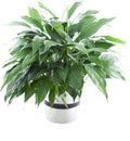 KaBloom - Large Purifying Peace Lily in 6" Pot - Fresh Flowers for Birthday, Valentine's & Mother's Day