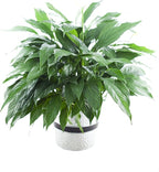KaBloom - Large Purifying Peace Lily in 6" Pot - Fresh Flowers for Birthday, Valentine's & Mother's Day