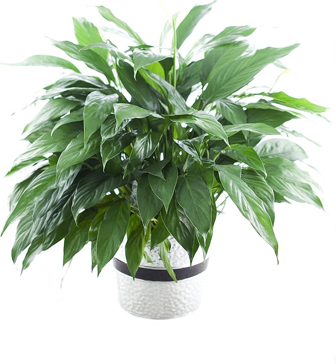 KaBloom - Large Purifying Peace Lily in 6" Pot - Fresh Flowers for Birthday, Valentine's & Mother's Day