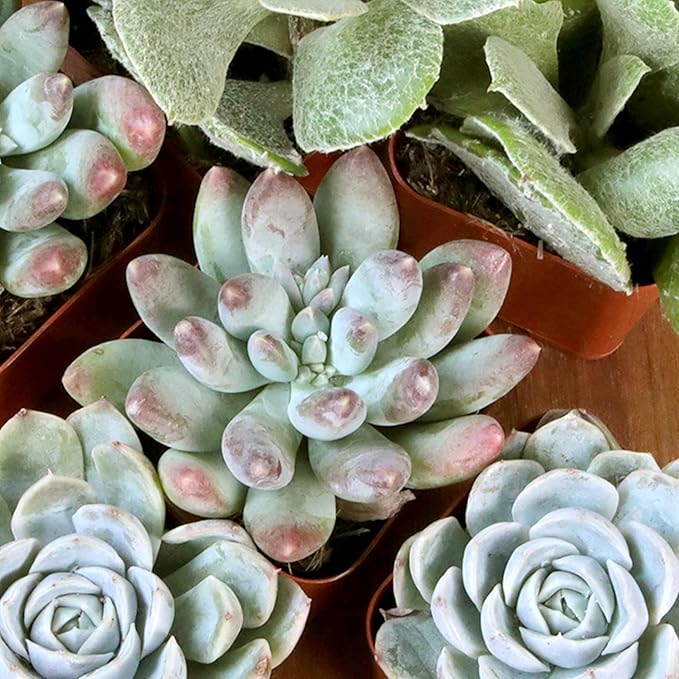 Colorful Deluxe Live Succulent Plants (6 Pack), Assorted Colors, No Duplicates, Varieties & Shapes, Easy Plant Care, 2 in Pots, Drought Tolerant, Live Houseplants, Real Houseplant Gifts, DIY
