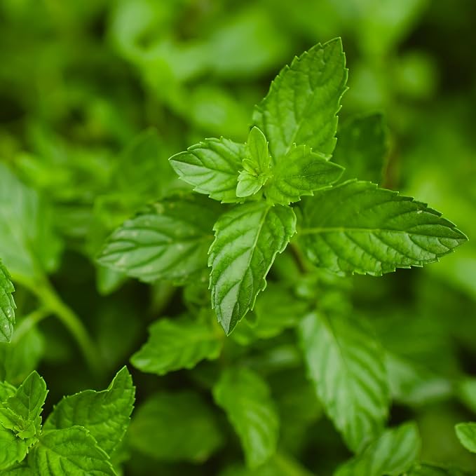 Bonnie Plants Peppermint, Live Plants, with Miracle-Gro Pour & Feed Singles Ready-to-Use Plant Food, 4-Pack, Easy-to-Grow Peppermint is Great for Container Gardens, 19.3 oz.