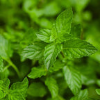 Bonnie Plants Peppermint, Live Plants, with Miracle-Gro Pour & Feed Singles Ready-to-Use Plant Food, 4-Pack, Easy-to-Grow Peppermint is Great for Container Gardens, 19.3 oz.