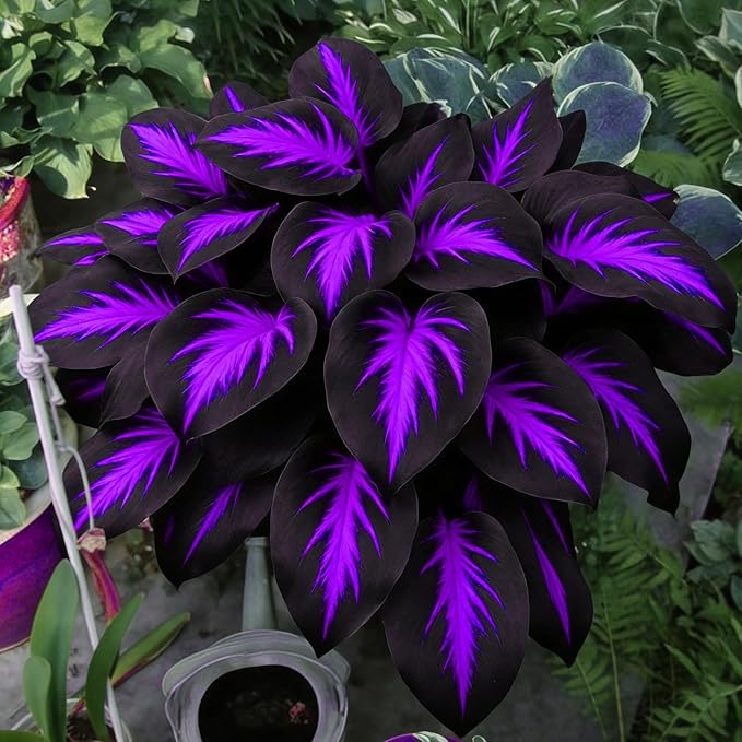 Hosta Seeds for Planting, 290+pcs Rare Perennial Hosta Flower Seeds Plants, Non-GMO Heirloom Long Blooming Plants Shaded Entry Pathway Rare Flowers for Garden Outdoors