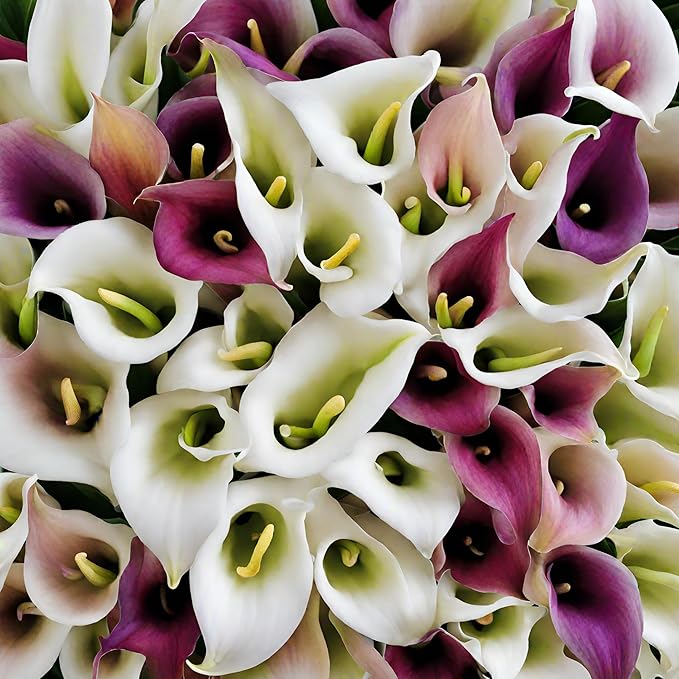 Rare 100 Pcs White Calla Lily Seeds Bonsai Potted Plant Perennial Flowers