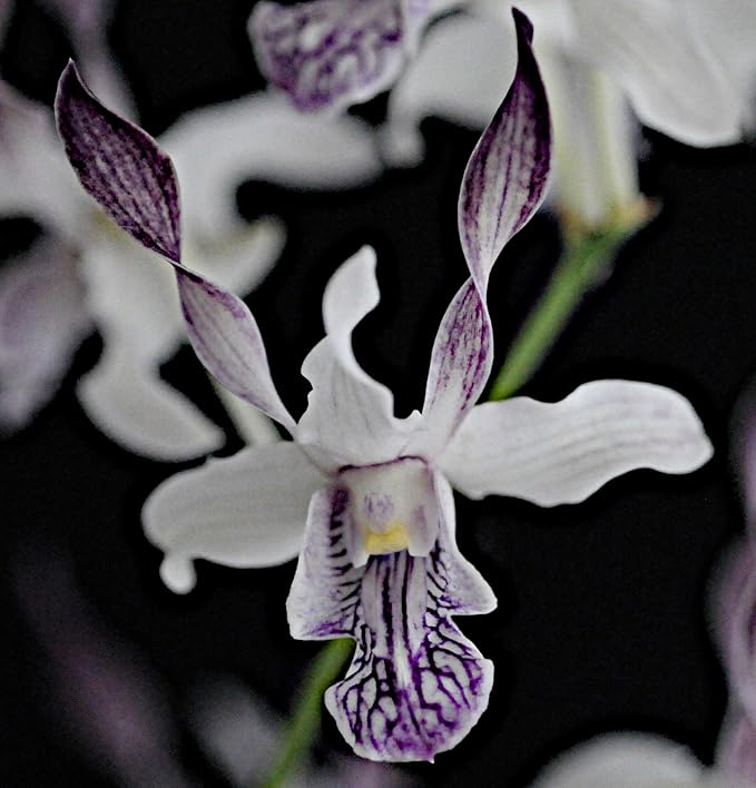 4 Live Orchid Plants to Choose (Dendrobiums)