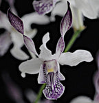 4 Live Orchid Plants to Choose (Dendrobiums)