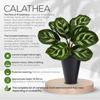 Calathea Collection (4 Pack) Live Plants – Stunning Foliage Prayer Plants Like Orbifolia, Rose Painted, White Star & Dottie – Easy Indoor Tropical Plants – Pet Friendly – Natural Air Purifiers