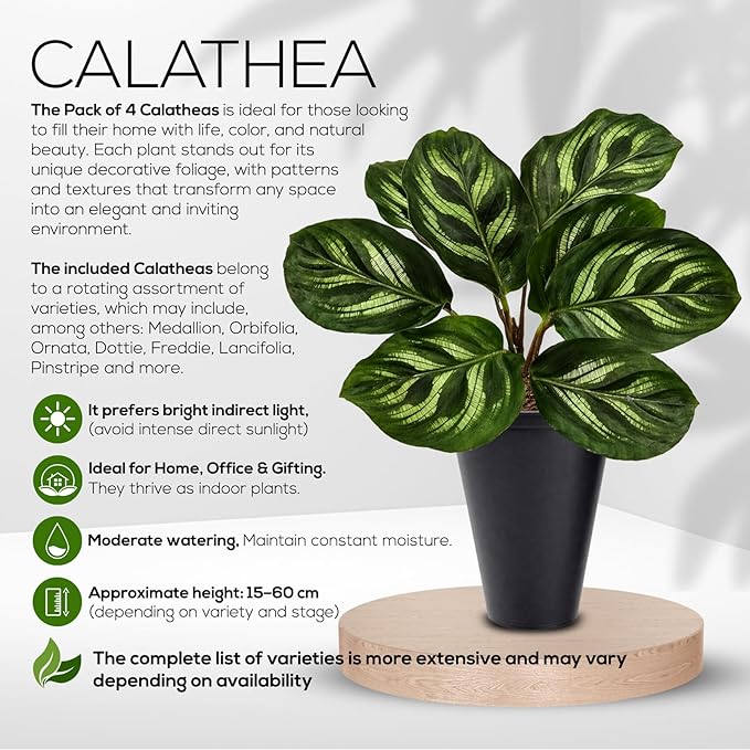 Calathea Collection (4 Pack) Live Plants - Prayer Plants, Air Purifying Plant Indoor, Easy Plants Live Houseplants, Perfect for Home, Room, or Office Decor, Real Plants Indoor/Outdoor