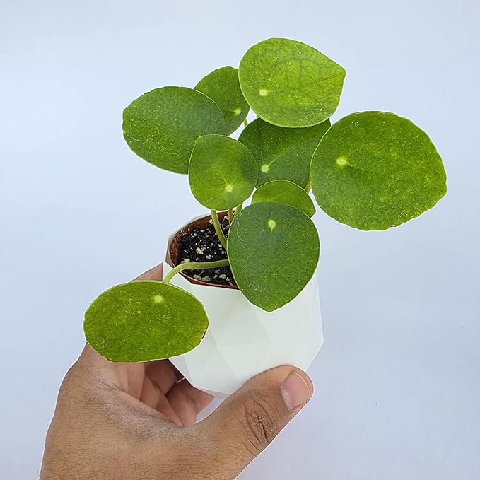 Chinese Money Plant Live (Pilea Peperomioides) | Available in 2.5 Inch & 4 Inch Nursery Pot or Add Our Geometric Self-Watering Planter | Air Purifying (Self-Watering Planter, 2.5 inch Pot)