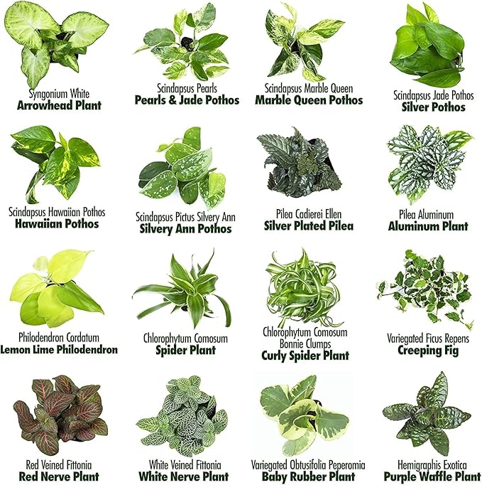 Altman Plants and Easy to Grow Live Indoor Houseplants Bundle (18 Plants)