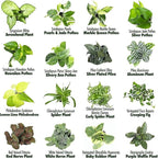 Altman Plants and Easy to Grow Live Indoor Houseplants Bundle (18 Plants)