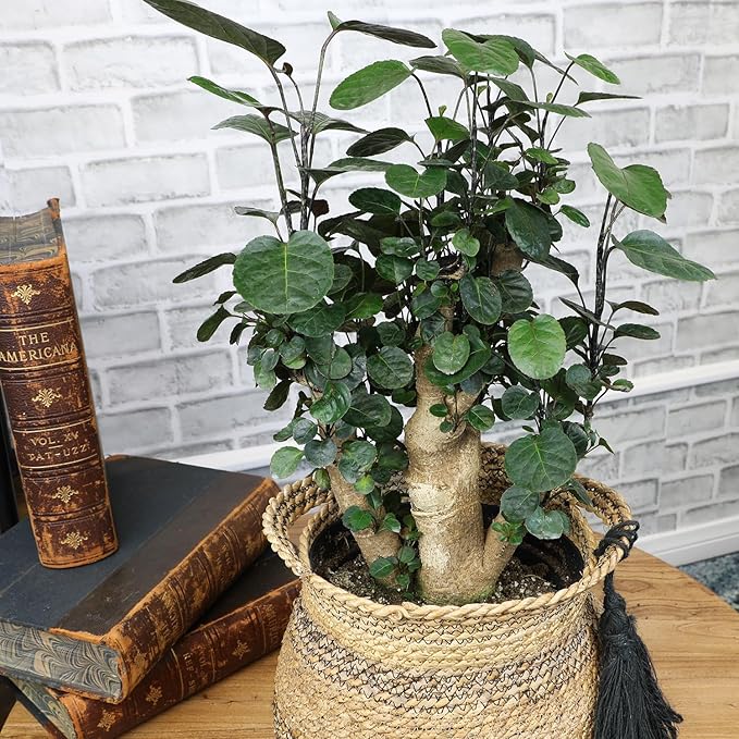 Rare Live Aralia 'Fabian Stump' in 8" Grower Pot, Unique Houseplants, Exotic Foliage for Home or Office, Air Purifying Easy Plant to Grow for Beginners by Plants for Pets