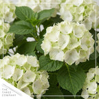 Live Flowering Hydrangea - White, 5+ Beautiful Blooms, 1.5 Qt Pot with Deco Cover, 12" Tall by 8" Wide