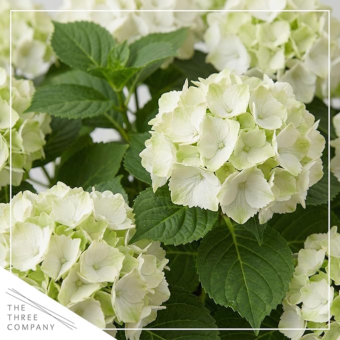 Live Flowering Hydrangea - White, 5+ Beautiful Blooms, 1.5 Qt Pot with Deco Cover, 12" Tall by 8" Wide