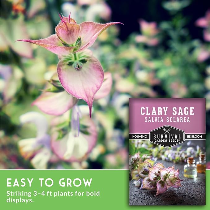 Clary Sage Seeds for Planting - Medicinal Herb for Aromatherapy & Pollinators, Fragrant Perennial Salvia Sclarea for Healing Gardens, Non-GMO Heirloom - Survival Garden Seeds (1 Pack)